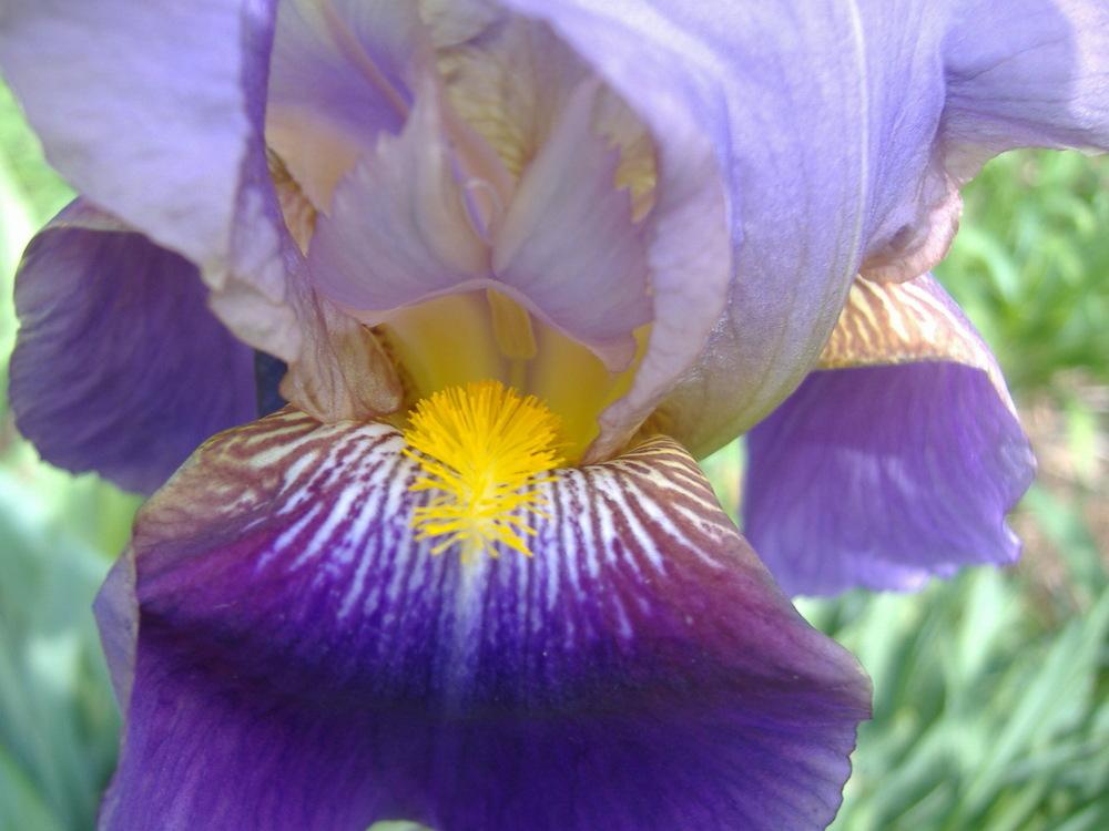 Photo of Tall Bearded Iris (Iris 'William A. Setchell') uploaded by tveguy3
