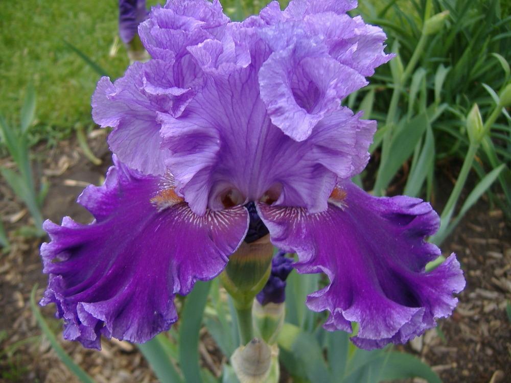 Photo of Tall Bearded Iris (Iris 'Louisa's Song') uploaded by tveguy3
