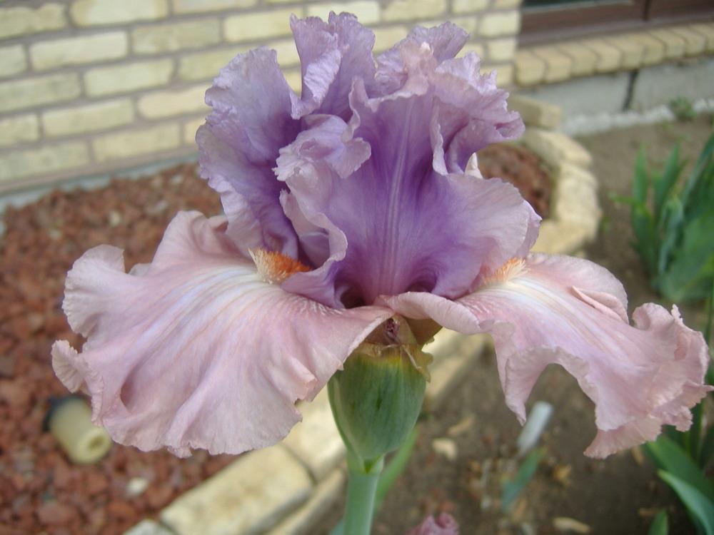 Photo of Tall Bearded Iris (Iris 'Role Reversal') uploaded by tveguy3