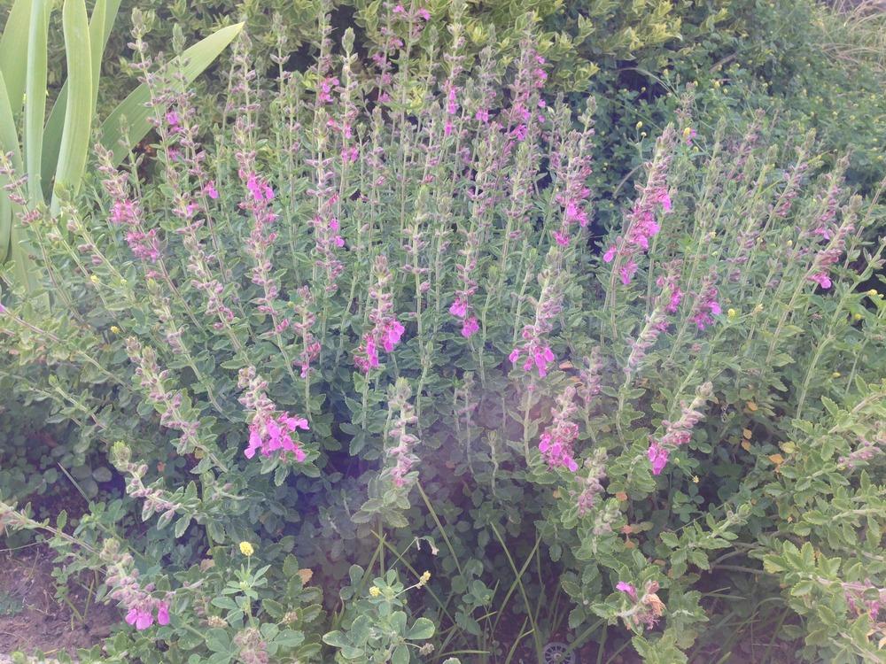 Photo of Wall Germander (Teucrium chamaedrys) uploaded by HamiltonSquare