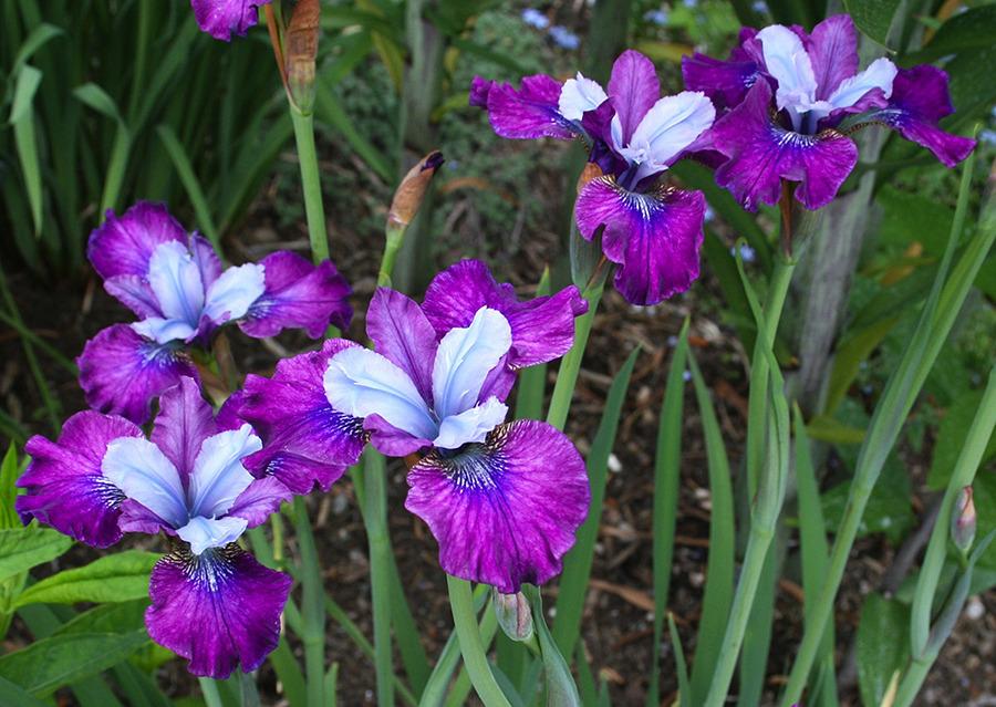 Photo of Siberian Iris (Iris 'Dance Party') uploaded by Pwinget