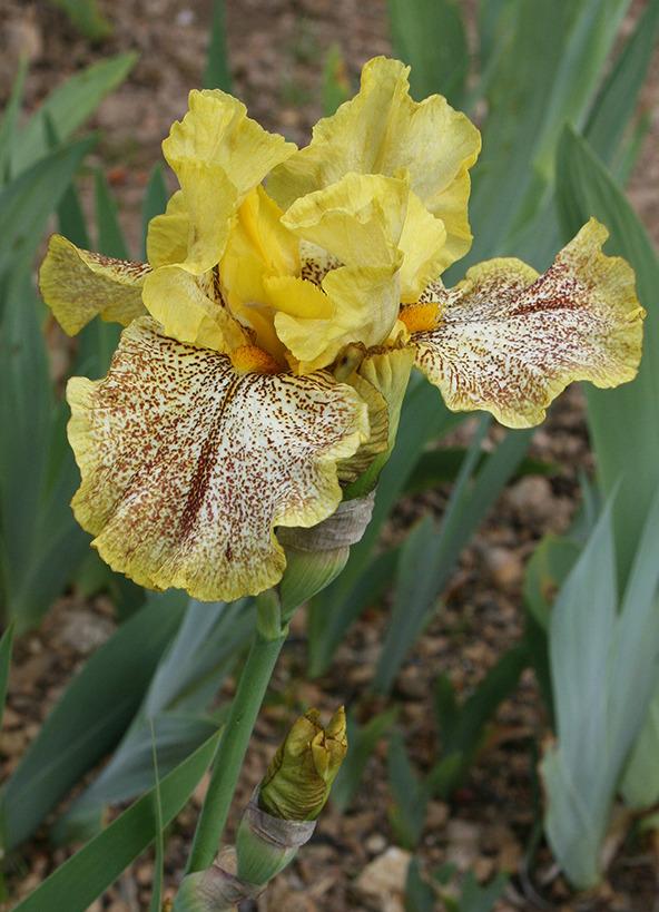 Photo of Border Bearded Iris (Iris 'Magic Quest') uploaded by Pwinget