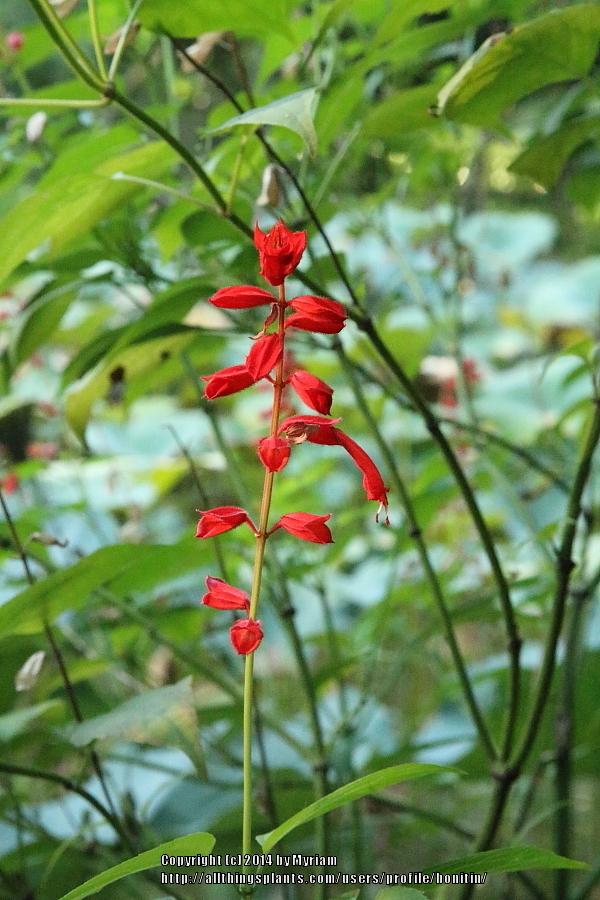 Photo of Scarlet Sage (Salvia splendens) uploaded by bonitin
