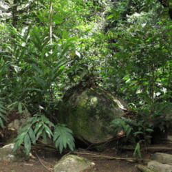 Location: Atlantic rainforest, Paraty, Brazil
Date: 2013-12-26