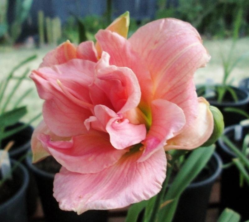 Photo of Daylily (Hemerocallis 'Dancing with Pink') uploaded by chalyse