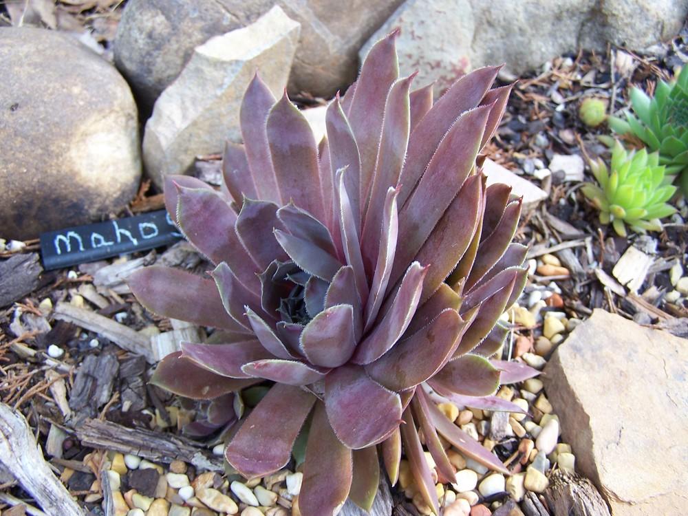 Photo of Hen and Chicks (Sempervivum 'Mahogony') uploaded by chickhill