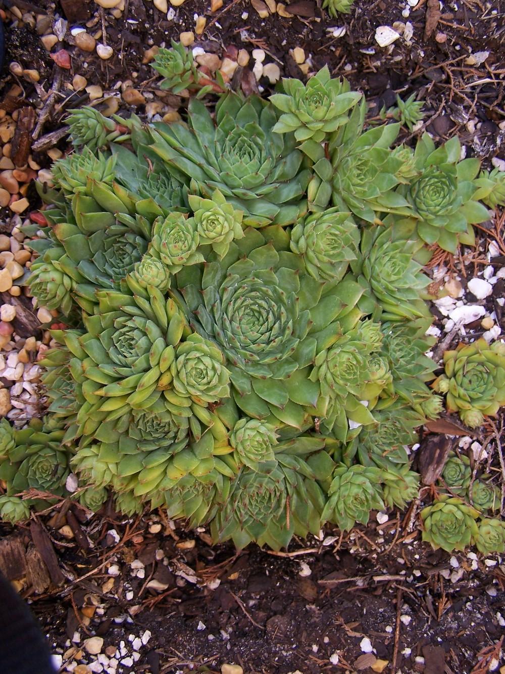 Photo of Hen and Chicks (Sempervivum 'Ramses') uploaded by chickhill