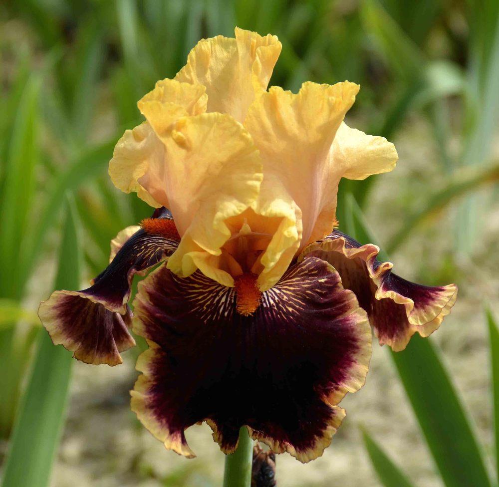 Photo of Tall Bearded Iris (Iris 'Glamour Pants') uploaded by diggit