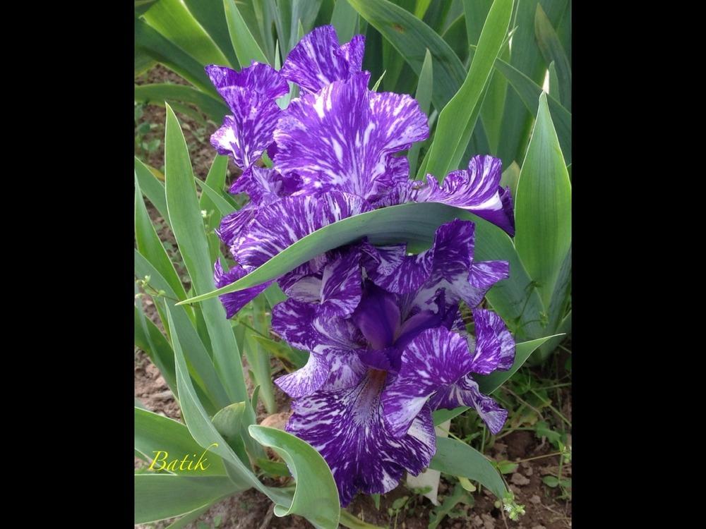 Photo of Border Bearded Iris (Iris 'Batik') uploaded by gsutche