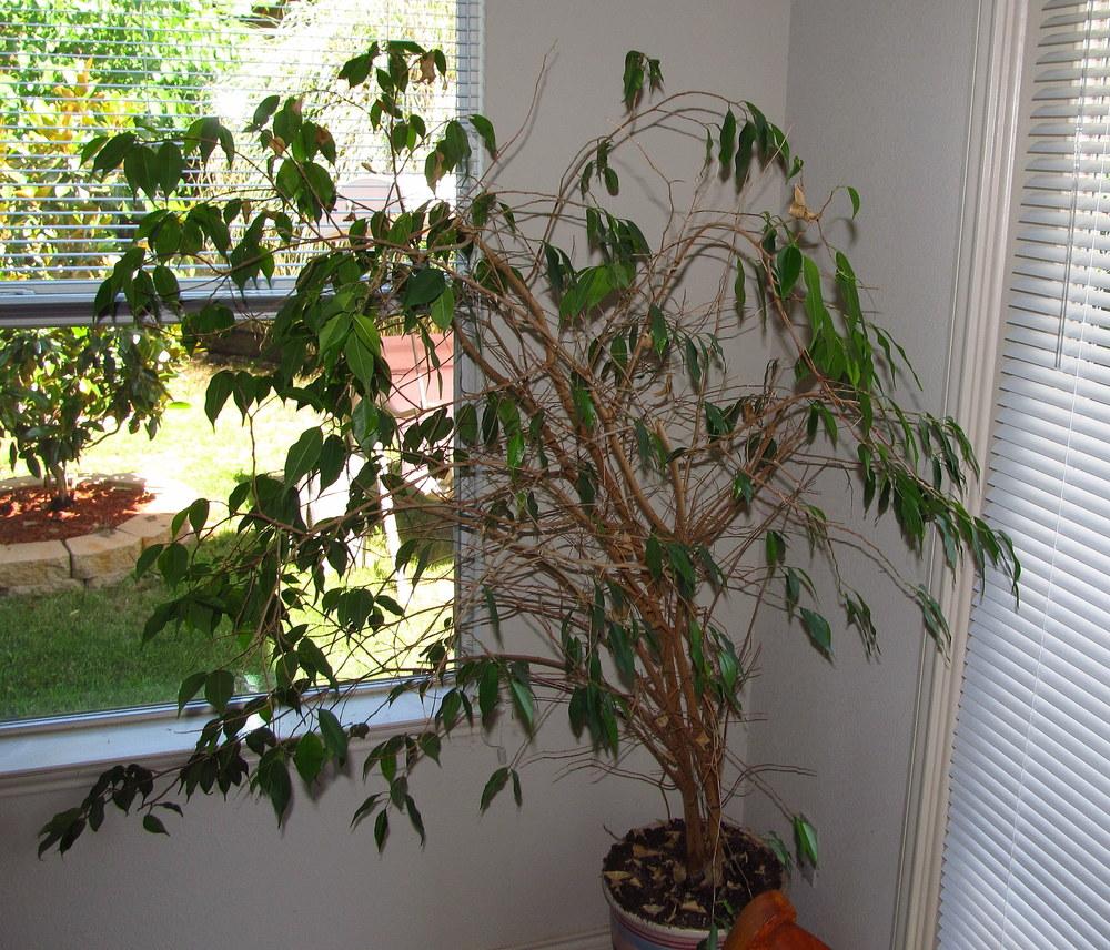 Photo of Weeping Fig (Ficus benjamina) uploaded by jmorth