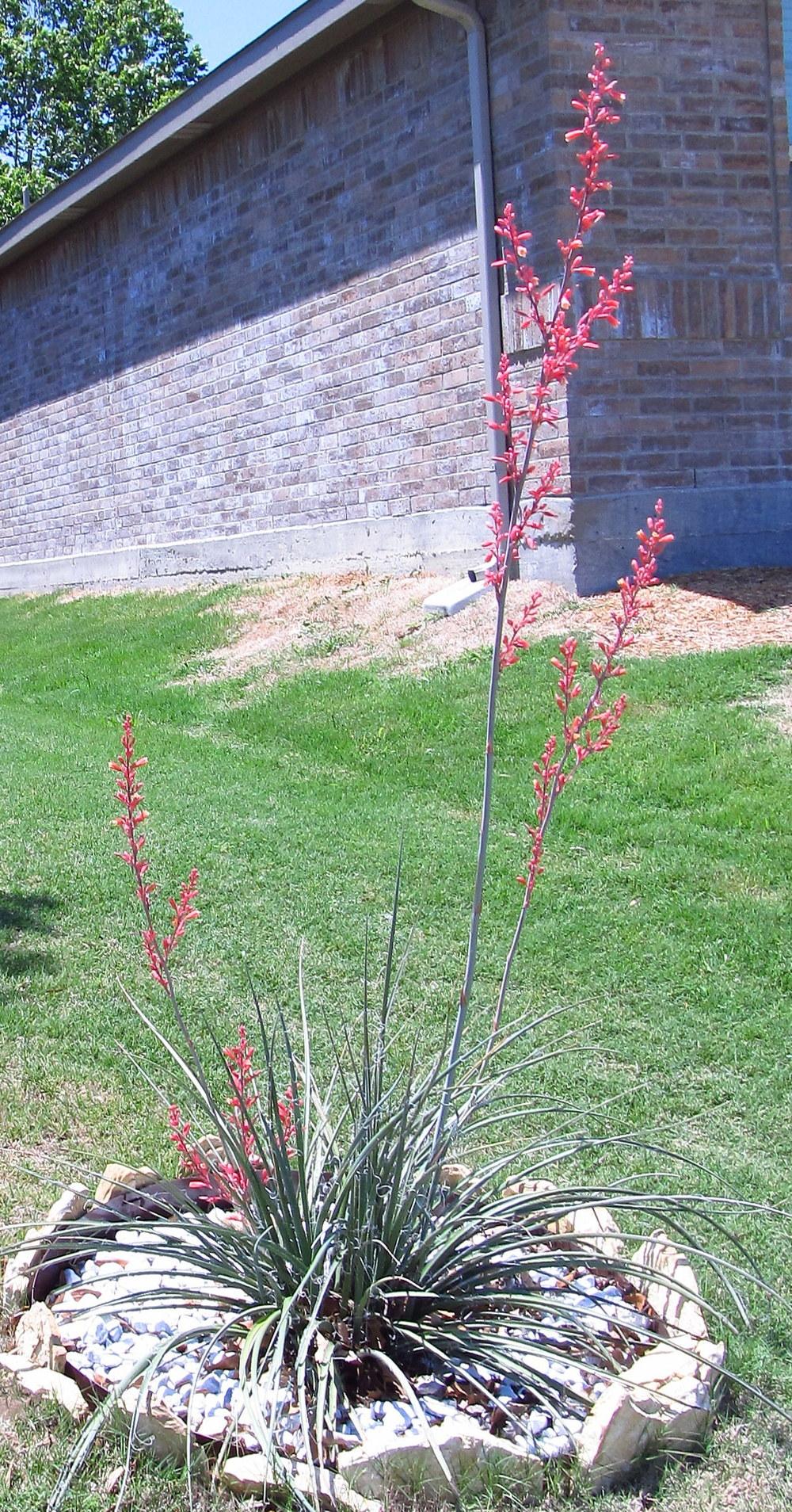 Photo of Red Yucca (Hesperaloe parviflora) uploaded by jmorth