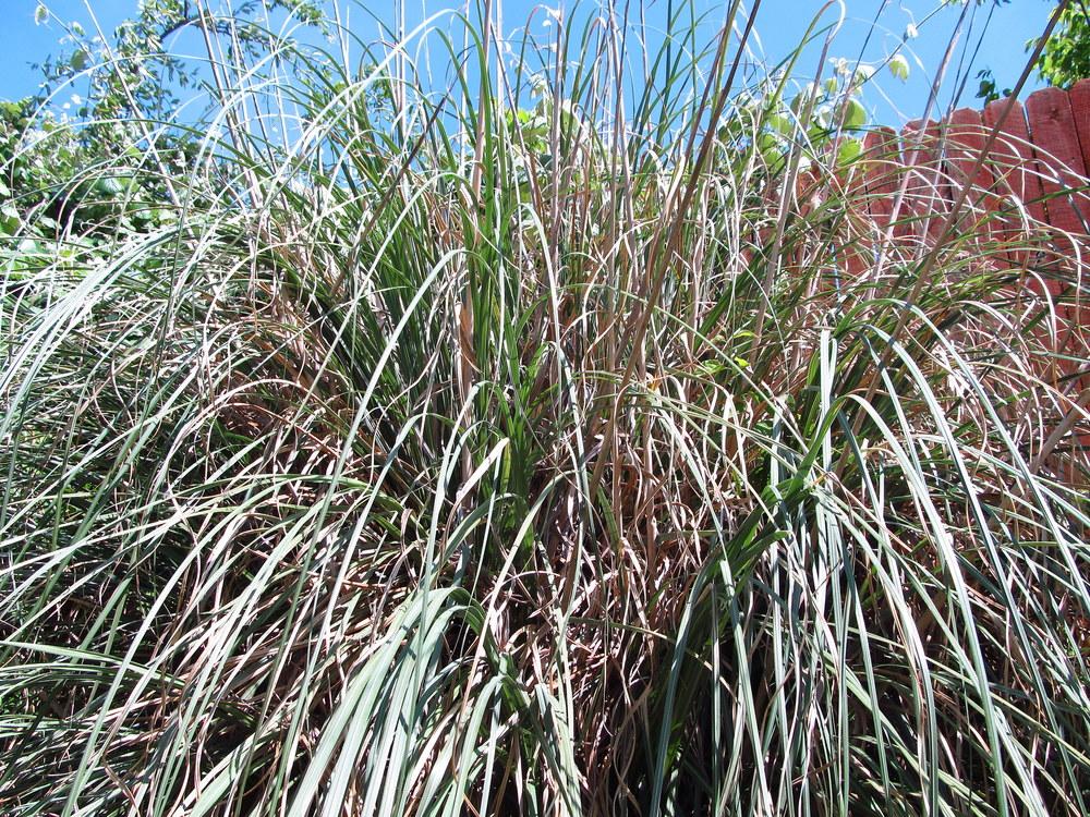 Photo of Pampas Grass (Cortaderia) uploaded by jmorth