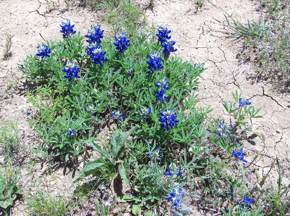 Photo of Texas Bluebonnet (Lupinus texensis) uploaded by jmorth