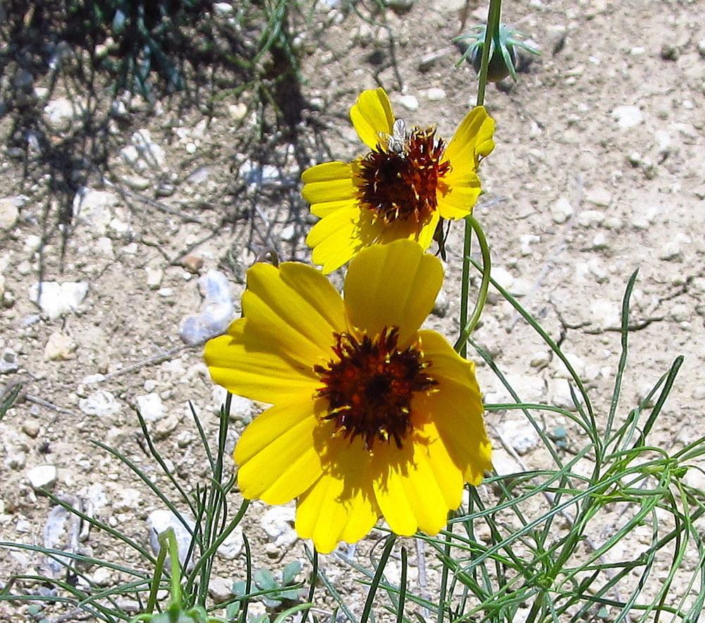 Photo of Tickseeds (Coreopsis) uploaded by jmorth