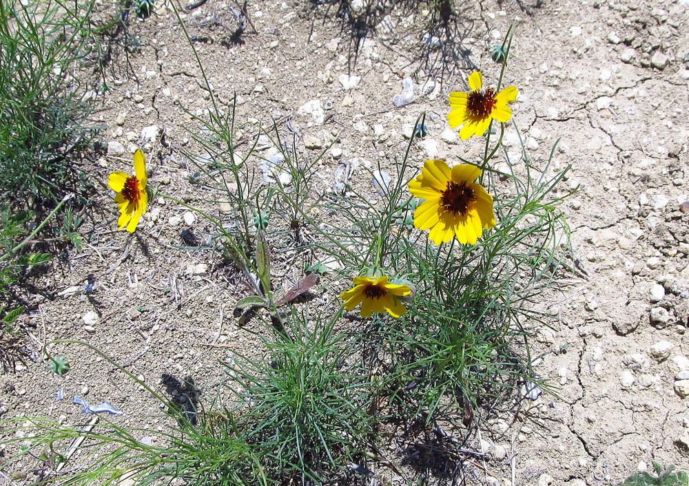 Photo of Tickseeds (Coreopsis) uploaded by jmorth