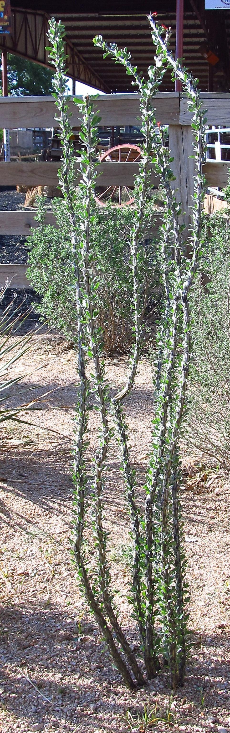 Photo of Ocotillo (Fouquieria splendens) uploaded by jmorth