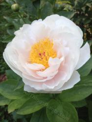 Thumb of 2014-05-30/magnolialover/6bd3cc