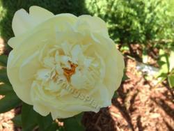 Thumb of 2014-05-30/magnolialover/84cadf