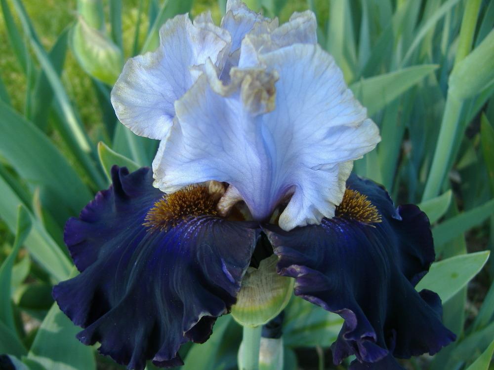 Photo of Tall Bearded Iris (Iris 'Edge of the World') uploaded by tveguy3