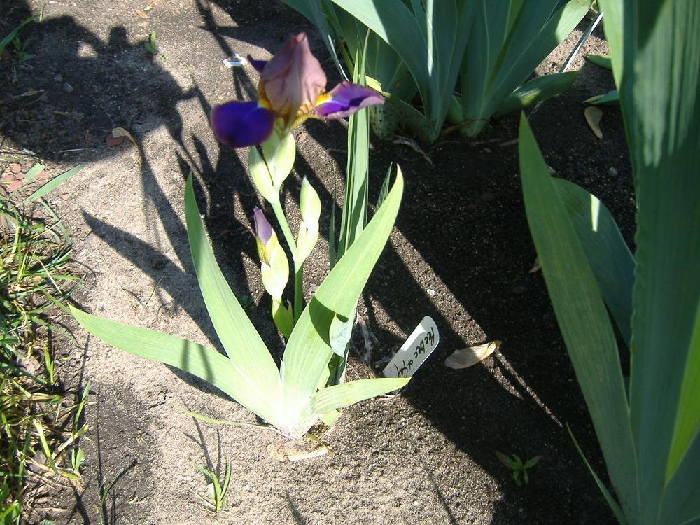 Photo of Miniature Tall Bearded Iris (Iris 'Peebee and Jay') uploaded by tveguy3