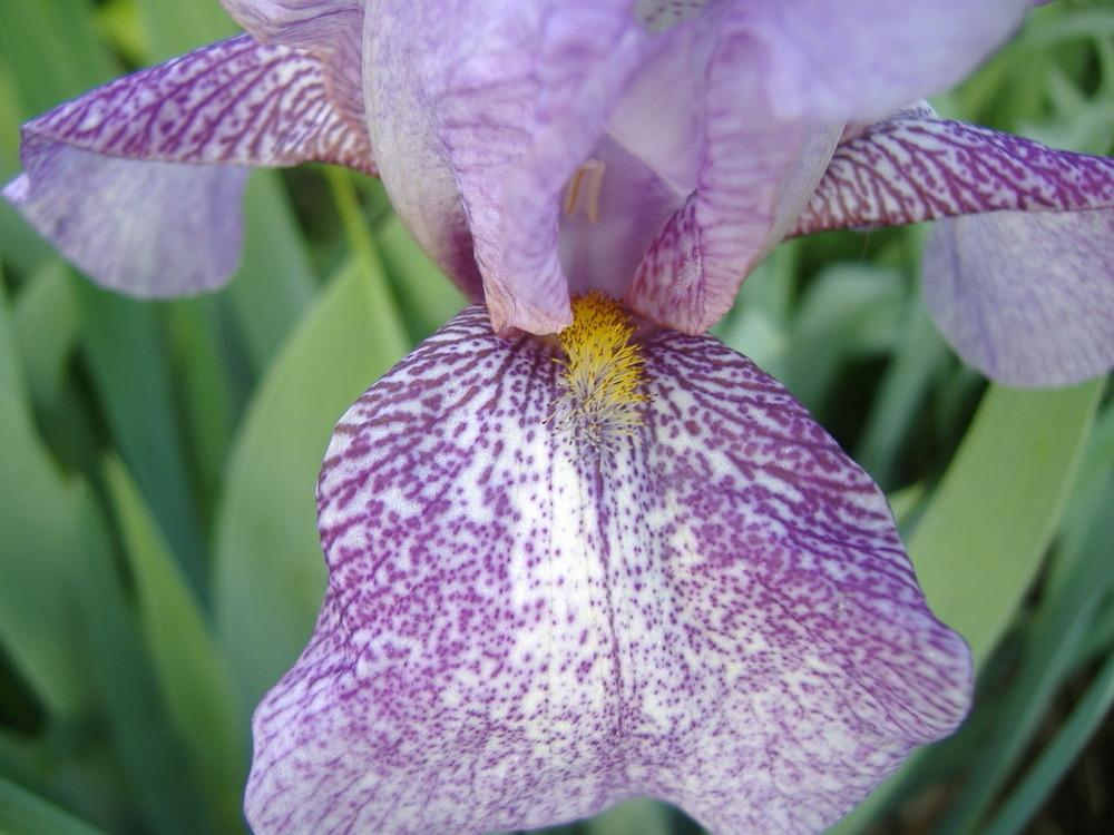 Photo of Tall Bearded Iris (Iris 'Rhages') uploaded by tveguy3