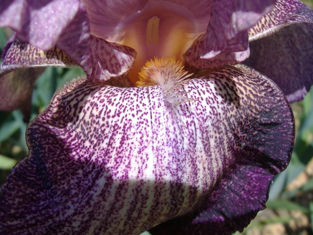 Photo of Tall Bearded Iris (Iris 'Porta Villa') uploaded by tveguy3