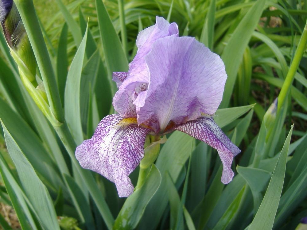 Photo of Tall Bearded Iris (Iris 'Rhages') uploaded by tveguy3