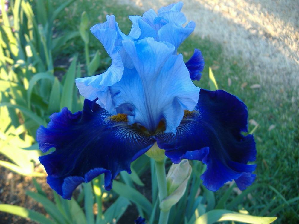 Photo of Tall Bearded Iris (Iris 'Global Crossing') uploaded by tveguy3