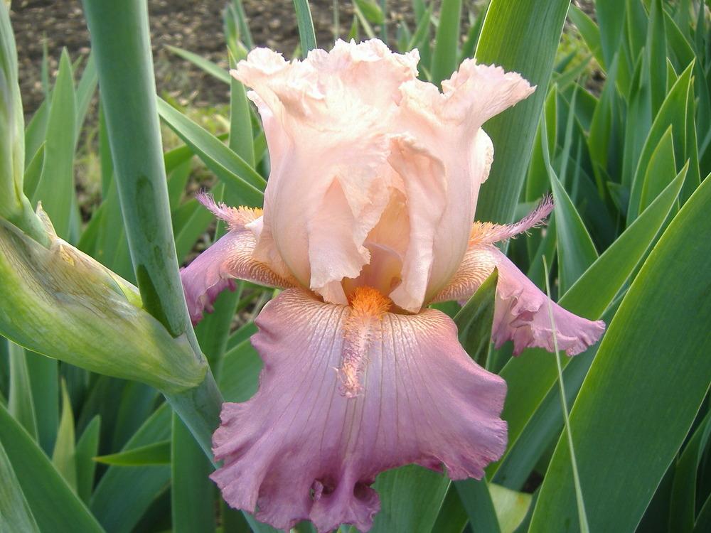 Photo of Tall Bearded Iris (Iris 'Petal Pushers') uploaded by tveguy3