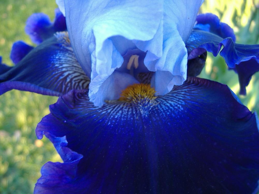Photo of Tall Bearded Iris (Iris 'Global Crossing') uploaded by tveguy3