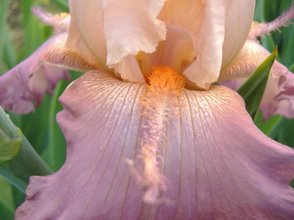 Photo of Tall Bearded Iris (Iris 'Petal Pushers') uploaded by tveguy3