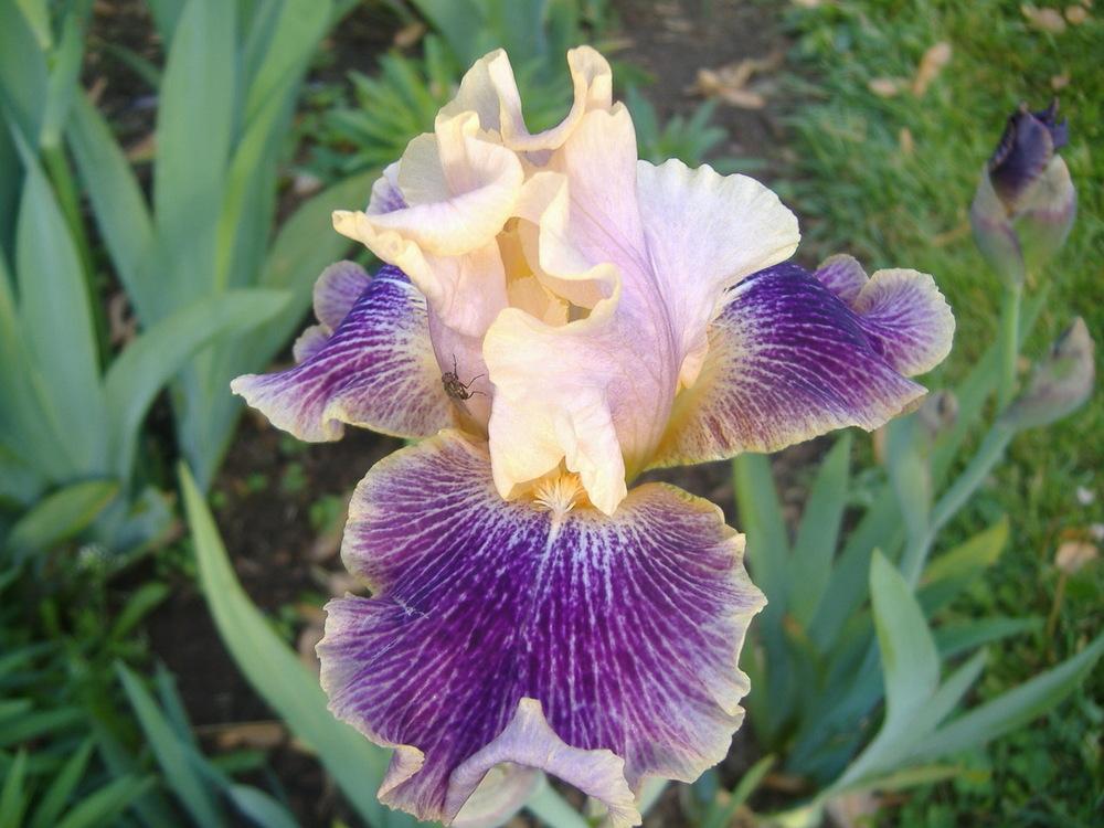 Photo of Tall Bearded Iris (Iris 'Flights of Fancy') uploaded by tveguy3