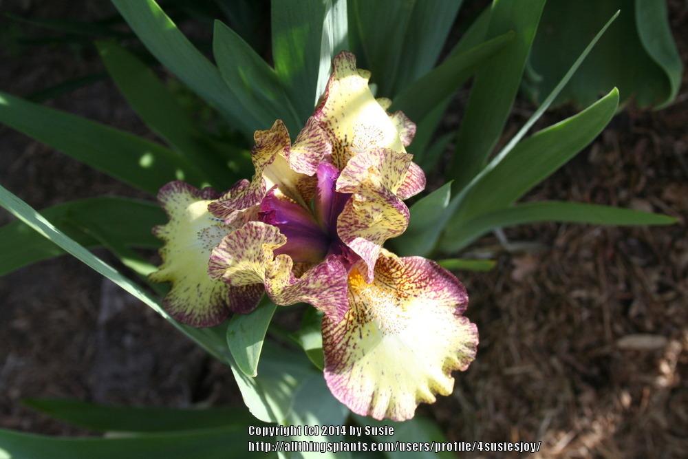 Photo of Standard Dwarf Bearded Iris (Iris 'Kaching') uploaded by 4susiesjoy