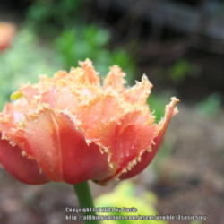 Location: My Garden
Date: 2014-05-31
This tulip is lovely from any angle!