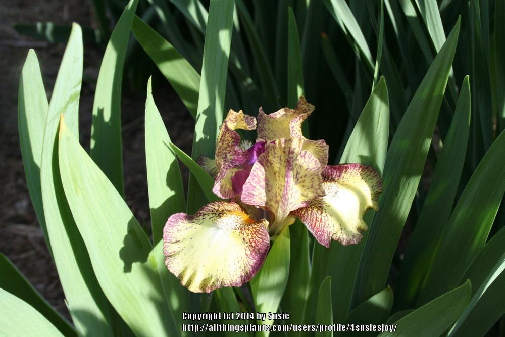 Photo of Standard Dwarf Bearded Iris (Iris 'Kaching') uploaded by 4susiesjoy
