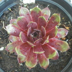 Location: ,Front Royal,Va
Date: 2014-05-13
got this plant as a small chick April 2013 - Purchased as 'Red Gl