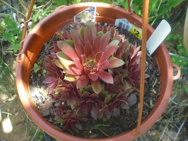 Photo of Hen and Chicks (Sempervivum 'Rubin') uploaded by Cahac