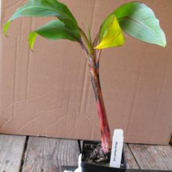 Location: Hidden Hills CA zone 10b
Date: 2014-05-31
very young plant - just received - in 4" pot