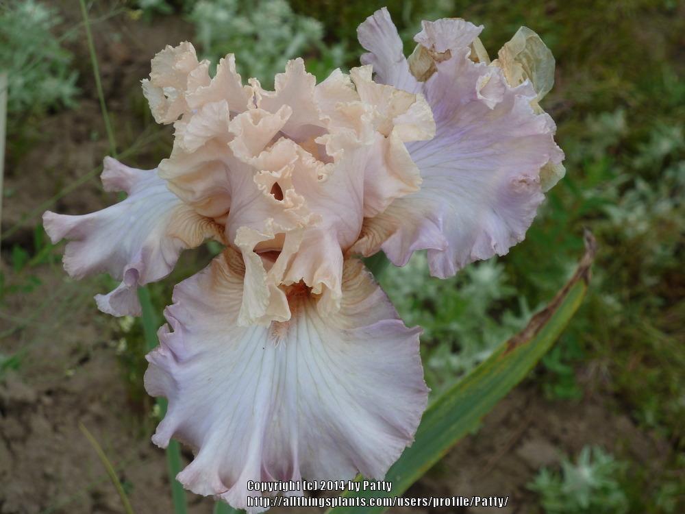 Photo of Tall Bearded Iris (Iris 'Cameo Minx') uploaded by Patty