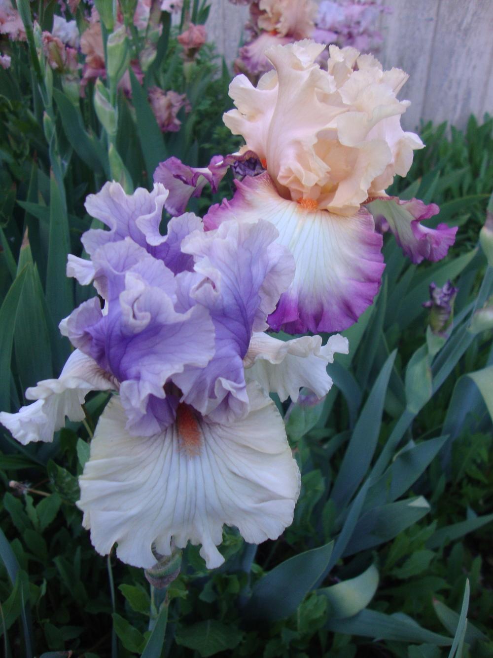 Photo of Tall Bearded Iris (Iris 'Pontificate') uploaded by Paul2032