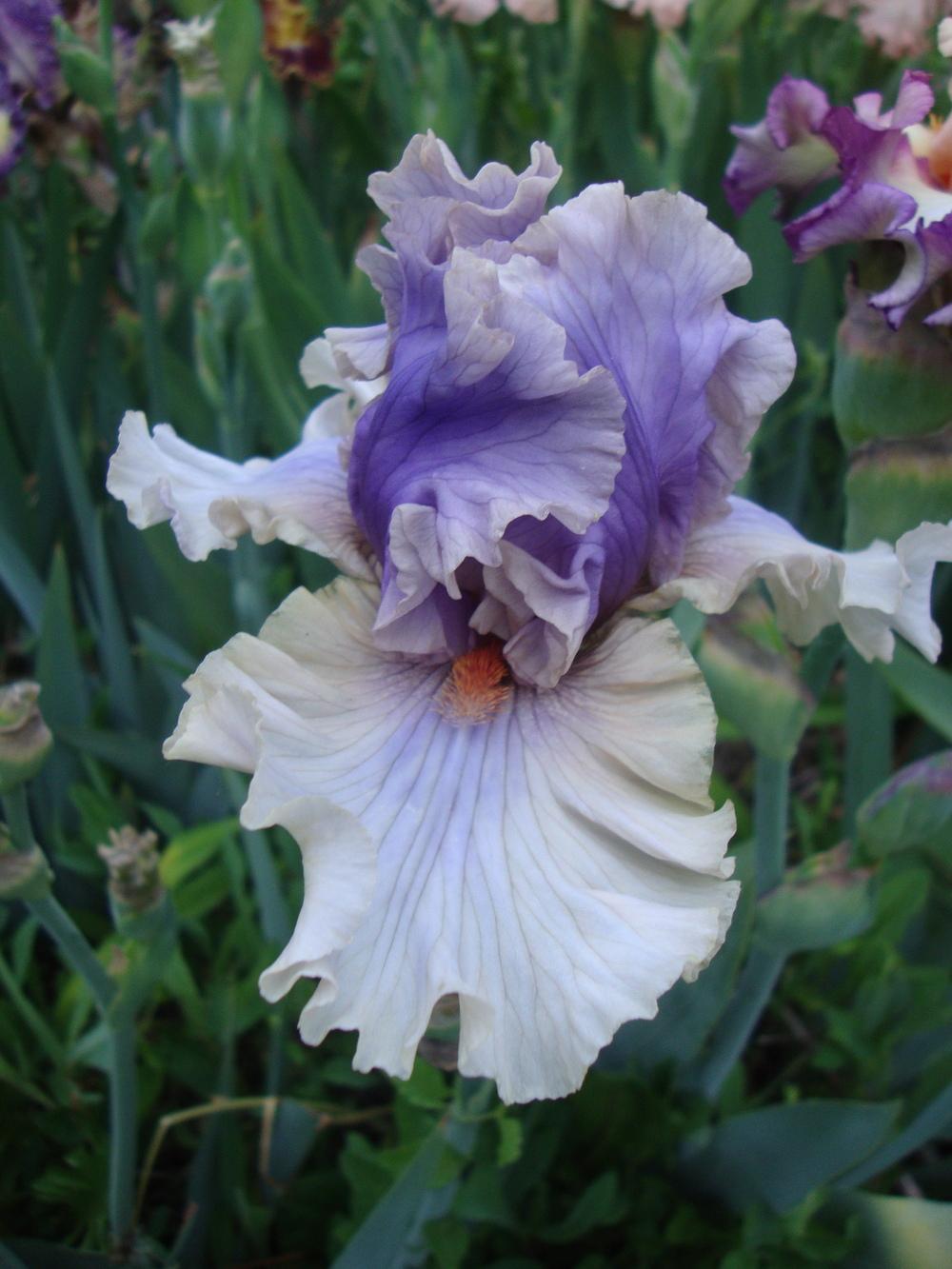 Photo of Tall Bearded Iris (Iris 'Pontificate') uploaded by Paul2032
