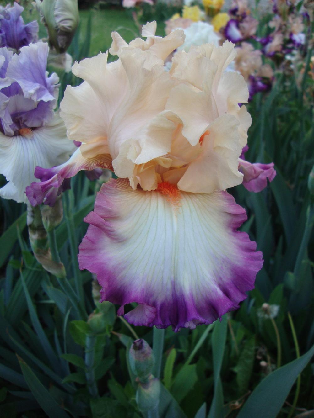 Photo of Tall Bearded Iris (Iris 'Passionate Kisses') uploaded by Paul2032