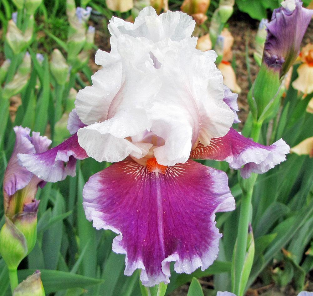 Photo of Tall Bearded Iris (Iris 'Ringo') uploaded by TBGDN