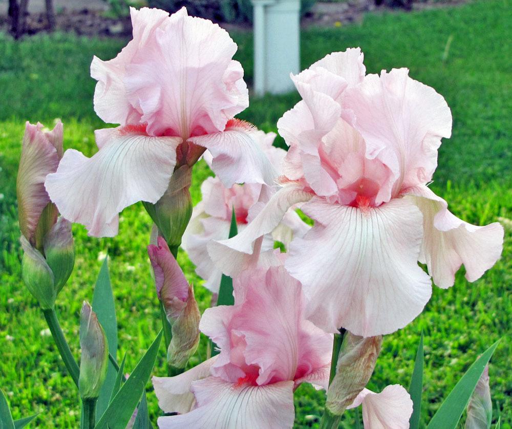 Photo of Tall Bearded Iris (Iris 'Vanity') uploaded by TBGDN