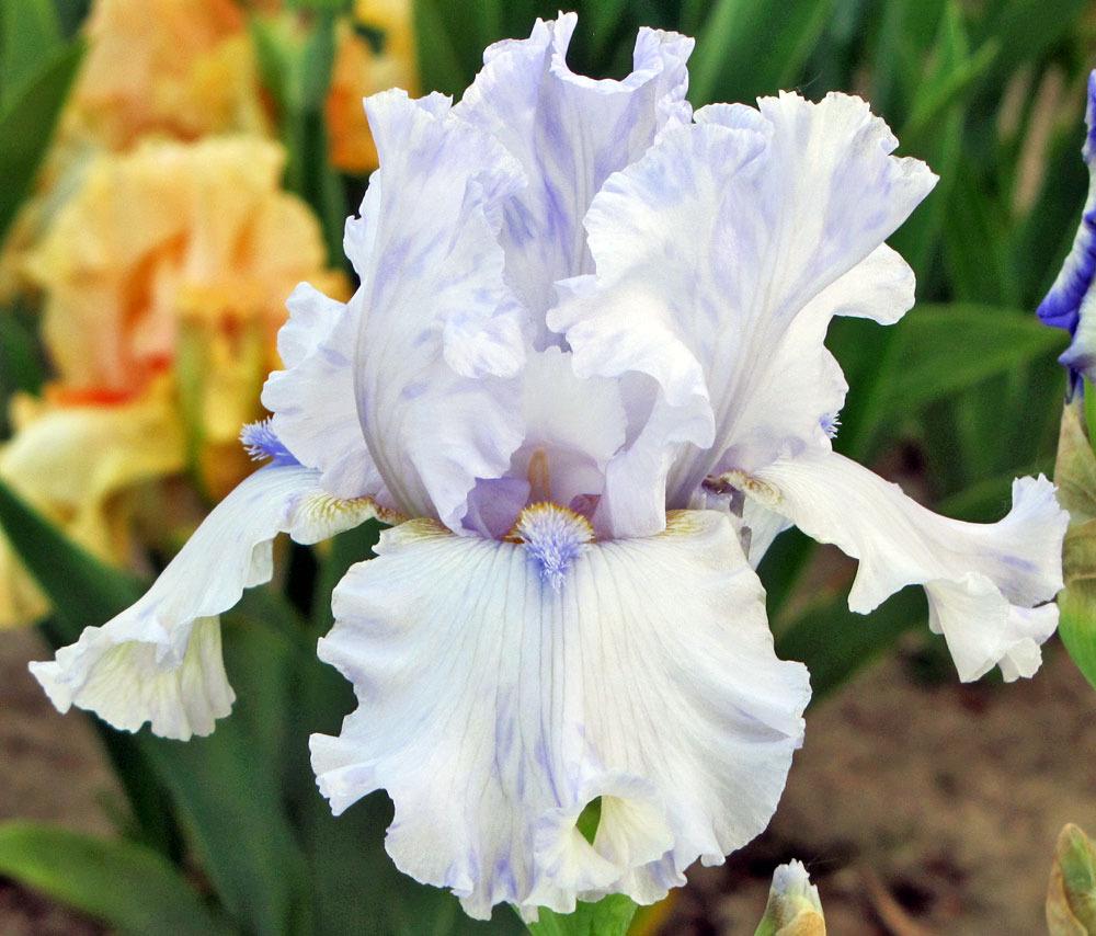 Photo of Tall Bearded Iris (Iris 'Glacier Point') uploaded by TBGDN