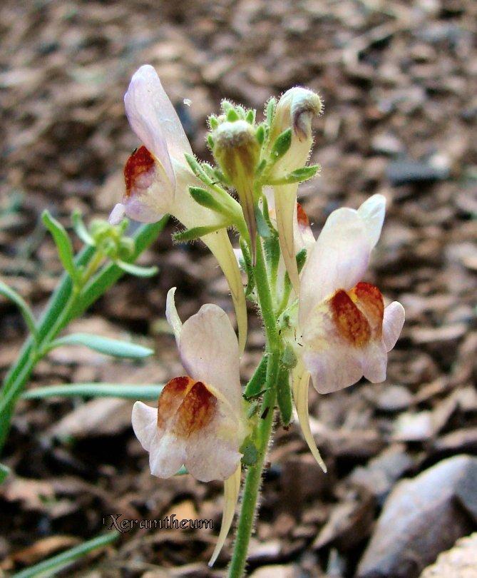 Photo of Toadflax (Linaria 'Neon Lights') uploaded by Xeramtheum