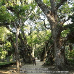Location: Botanical Garden, Rio de Janeiro, Brazil
Date: 2014-02-02
A gallery of very old trees!