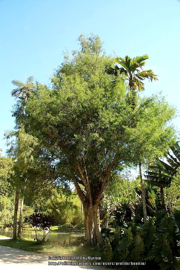 Photo of Bald Cypress (Taxodium distichum) uploaded by bonitin