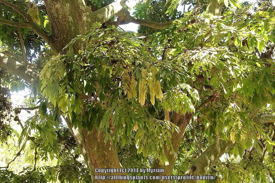 Photo of Common Mango (Mangifera indica) uploaded by bonitin