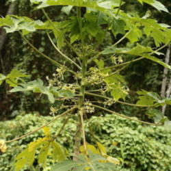 Location: Atlantic rainforest, Paraty, Brazil
Date: 2013-12-22
Male flowering tree.